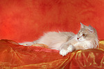katzenfotos norwegische_waldkatze