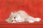 katzenfotos norwegische_waldkatze