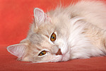 katzenfotos norwegische_waldkatze