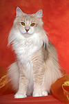katzenfotos norwegische_waldkatze