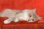 katzenfotos norwegische_waldkatze