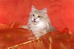 katzenfotos norwegische_waldkatze