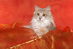 katzenfotos norwegische_waldkatze