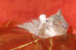 katzenfotos norwegische_waldkatze