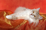 katzenfotos norwegische_waldkatze