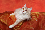 katzenfotos norwegische_waldkatze