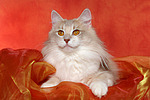 katzenfotos norwegische_waldkatze