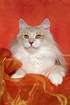 katzenfotos norwegische_waldkatze