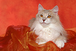 katzenfotos norwegische_waldkatze