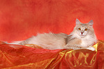 katzenfotos norwegische_waldkatze