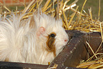 kleintierfotos meerschwein_-_langhaarig