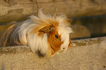 kleintierfotos meerschwein_-_langhaarig