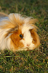 kleintierfotos meerschwein_-_langhaarig