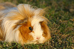 kleintierfotos meerschwein_-_langhaarig