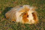 kleintierfotos meerschwein_-_langhaarig