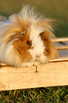 kleintierfotos meerschwein_-_langhaarig