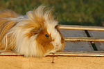 kleintierfotos meerschwein_-_langhaarig