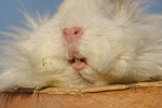 kleintierfotos meerschwein_-_langhaarig
