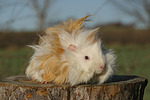 kleintierfotos meerschwein_-_langhaarig