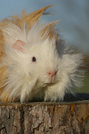 kleintierfotos meerschwein_-_langhaarig