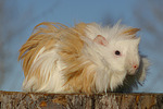 kleintierfotos meerschwein_-_langhaarig