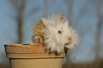 kleintierfotos meerschwein_-_langhaarig