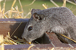 kleintierfotos meerschwein_-_glatthaarig