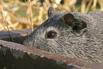 kleintierfotos meerschwein_-_glatthaarig