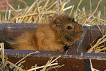 kleintierfotos meerschwein_-_rosette
