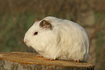 kleintierfotos meerschwein_-_glatthaarig