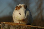 kleintierfotos meerschwein_-_glatthaarig