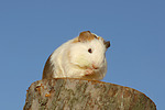 kleintierfotos meerschwein_-_glatthaarig