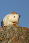 kleintierfotos meerschwein_-_glatthaarig
