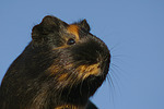 kleintierfotos meerschwein_-_glatthaarig