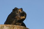 kleintierfotos meerschwein_-_glatthaarig