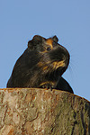 kleintierfotos meerschwein_-_glatthaarig