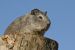 kleintierfotos meerschwein_-_glatthaarig