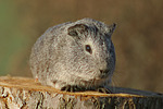 kleintierfotos meerschwein_-_glatthaarig