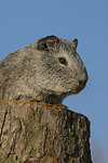 kleintierfotos meerschwein_-_glatthaarig