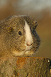 kleintierfotos meerschwein_-_glatthaarig