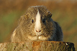 kleintierfotos meerschwein_-_glatthaarig
