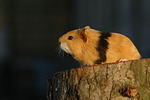 kleintierfotos meerschwein_-_glatthaarig
