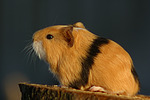 kleintierfotos meerschwein_-_glatthaarig