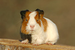 kleintierfotos meerschwein_-_glatthaarig