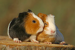 kleintierfotos meerschwein_-_glatthaarig