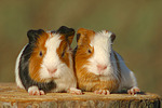 kleintierfotos meerschwein_-_glatthaarig