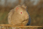 kleintierfotos meerschwein_-_glatthaarig