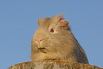 kleintierfotos meerschwein_-_glatthaarig