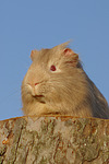 kleintierfotos meerschwein_-_glatthaarig