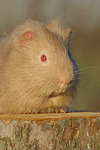 kleintierfotos meerschwein_-_glatthaarig